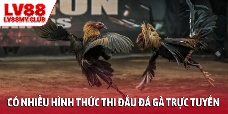 Có nhiều hình thức thi đấu trong đá gà trực tuyến