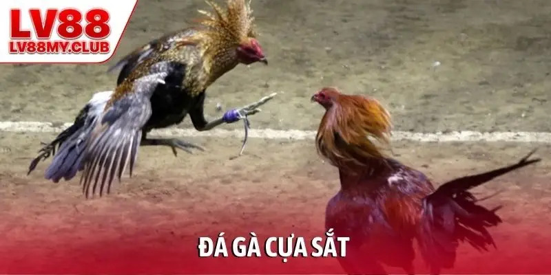 Đá gà cựa sắt